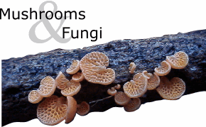 Mushrooms and Fungi Logo - Favolaschia calocera